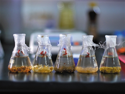 测出亚硝酸盐 其中1种接近国标限值  腌制蔬菜样品放在容器内准备检测